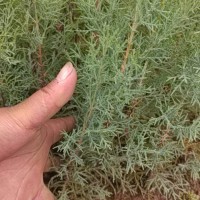 云南华山松苗木基地| 华山松苗木 华山松苗木规格