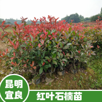 贵州80公分石楠苗价格| 红叶石楠苗木价格表 红叶石楠苗木规格