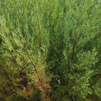 四川柏树苗哪里有卖| 柏树苗种植商 塔柏袋苗图片