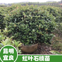 四川10年的藏柏树苗| 柏树苗木基地 塔柏袋苗图片