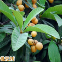 曲靖马龙枇杷苗价格多少钱一棵|五星大枇杷苗基地|枇杷苗批发价格查询