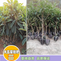 曲靖马龙枇杷苗木的标准|五星大枇杷苗基地|红河枇杷苗基地