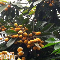 文山马关云南蒙自枇杷苗基地|正宗蒙自枇杷苗|枇杷苗批发价格查询
