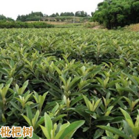 普洱景谷枇杷苗怎么养|正宗蒙自枇杷苗|枇杷苗批发价格查询