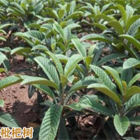 普洱景谷云南蒙自枇杷苗基地多少钱一株|正宗蒙自枇杷苗|红河枇杷苗基地