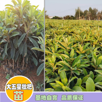普洱墨江枇杷苗几年能结果|正宗蒙自枇杷苗|红河枇杷苗基地