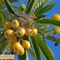 红河元阳枇杷苗种植|正宗蒙自枇杷苗|红河枇杷苗基地
