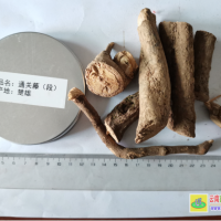 求购大量通关藤